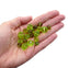 Faceted Glass Bead Mix, green, additional photo