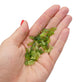 Leaf Mix Acrylic Charms 10x3mm, green tones