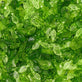 Leaf Mix Acrylic Charms 10x3mm, green tones, additional photo