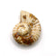 Handmade Glazed Porcelain Ammonite Beads 40mm, cream/brown