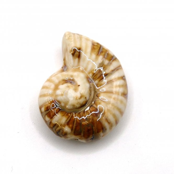 Handmade Glazed Porcelain Ammonite Beads 40mm - Cream/Brown - 1pc