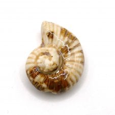 Handmade Glazed Porcelain Ammonite Beads 40mm - Cream/Brown - 1pc